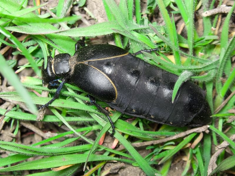 Meloe hungarus Schrank, 1776